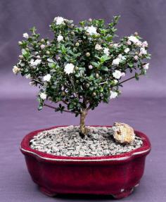 Snow Rose Serissa Bonsai Tree - Small<br><i>(serissa foetida)</i>