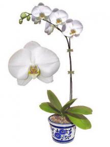 Orchid Bonsai Tree<br>Select White Phalaenopsis