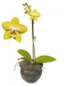 Orchid<br>Select Yellow Phalaenopsis