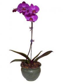 Orchid Bonsai Tree<br>Select Purple Phalaenopsis