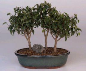 Ficus Too Little Bonsai Tree - 3 Tree Forest Group <br>(<i>ficus benjamina</i> 