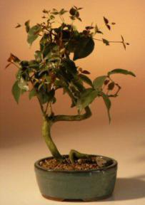 Surinam Cherry  Curved Trunk - Medium<br><i>(eugenia uniflora)</i>