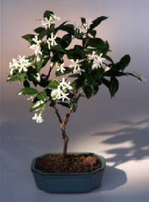 Flowering White Jasmine<br><i>(trachelospermum jasminoides)</i>