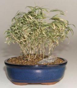Variegated Dwarf Bamboo Bonsai Tree<br><i>(pleioblastus chino vaginata variegata 