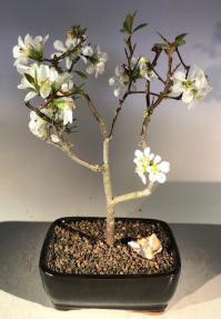 Japanese Flowering Quince Bonsai Tree<br><i>(chaenomles 'toyo-nishiki')</i>