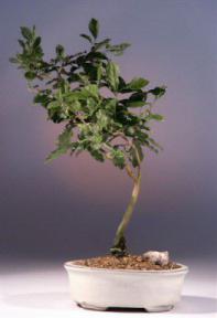 Princess Persimmon Bonsai Tree<br><i>(diospyros rhombifolia)</i>