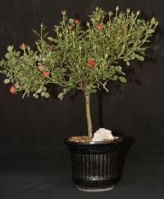 Rose Bonsai Tree - Ruby Ruby<br>Cherry Red Miniature