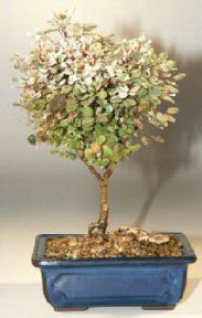 Dwarf Snowbush Bonsai Tree<br><i>(breynia disticha)</i>