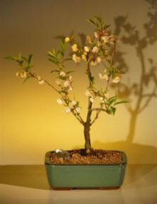 Japanese Flowering Cherry Bonsai Tree<br><i>(prunus serrulata)</i>