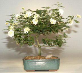 Lantana Bonsai Tree<br><i>(Lantana Involucrata)</i>