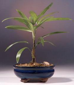 Lady Palm Bonsai Tree<br><i>(rhapis exelsa)</i>