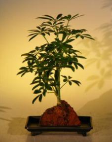 Hawaiian Umbrella Bonsai Tree - Small - In Lava Rock<br><i>(arboricola schefflera 'luseanne')</i>