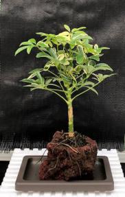 Golden Hawaiian Umbrella Bonsai Tree<br>In Lava Rock<br><i>(arboricola schefflera 'luseanne' variegata)</i>