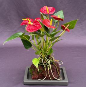 Flowering Red Anthurium  In Hawaiian Lava Rock (