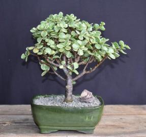 Baby Jade Bonsai Tree Variegated - Medium<br><i> (portulacaria afra variegata)</i>