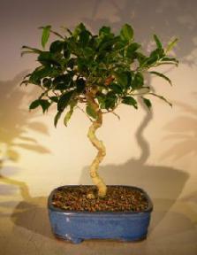 Ficus Benjamina  Bonsai Tree<br>Art Shaped Curved Trunk<br><i>(exotica)</i>