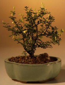 Dwarf Flowering Jasmine - Yellow<br><i>(jasminum 'parkeri')</i>