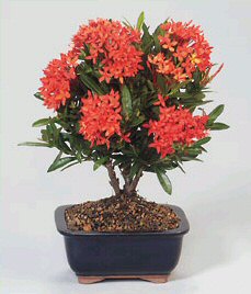Jungle Flame Geranium Bonsai Tree<br><i>(ixora javanica)</i>