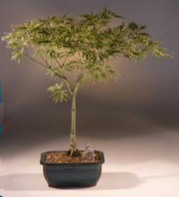 Japanese Green Laceleaf Maple Bonsai Tree<br><i>(acer palmatum dissectum 'spring delight')</i>