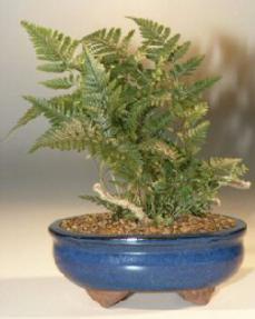 White Rabbit's Foot Fern Bonsai Tree<br><i>(humata tyermanii)</i>