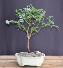 Flowering Top Hat Blueberry Bonsai Tree<br><i>(vaccinium corymbosum argustifolium)</i>