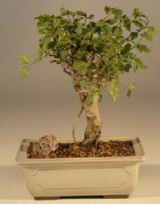Ligustrum Bonsai Tree - Stump Style<br><i>(ligustrum lucidum)</i>