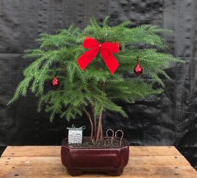 Norfolk Island Pine - With Decorations <br><i>(araucaria heterophila)</i><br>