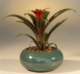 Bromeliad<br><i>(bromeliad guzmania)</i>