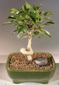 Oriental Ficus Bonsai Tree - Small<br>Coiled Trunk<br><i>(ficus benjamina 'orientalis')</i>