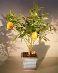 Kumquat Bonsai Tree - Variegated<br><i>(fortunella japonica 'marumi')</i>