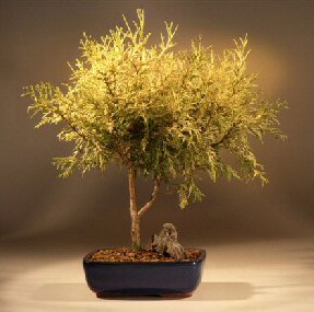 Gold Thread Cypress - Large <br><i>(chamaecyparis pisifera 'filifera aurea' nana)</i>