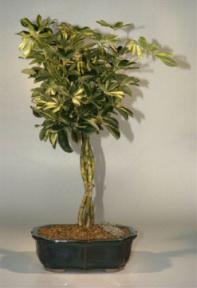 Hawaiian Umbrella Bonsai Tree - Gold Braid<br><i>(arboricola schefflera 'gold capella')</i>