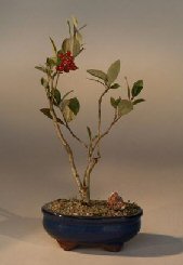 English Crabapple<br><i>(pourthirea villosa)</i>