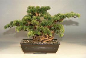 Artificial Pine Bonsai Tree