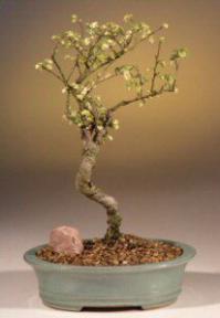 Variegated Elm Bonsai Tree<br><i>(ulmus 'kimmie')</i>