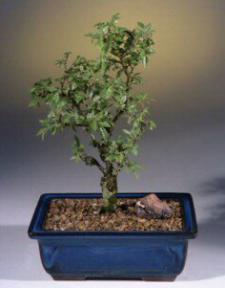 Cork Bark Elm Bonsai Tree<br><i>(ulmus neri)</i>