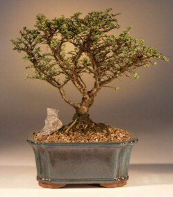 Hokkaido Elm Bonsai Tree-Large<br><i>(ulmus parvifolia 'hokkaido')</i>