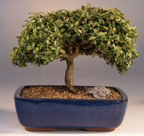 Japanese Kingsville Boxwood Bonsai Tree - Large <br><i>(buxus microphylla 'compacta')</i>