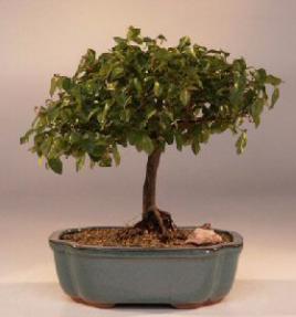 Flowering Sweet Plum Bonsai Tree <br><i>(sageretia theezans)</i>