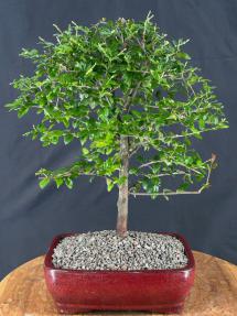 Flowering Sweet Plum Bonsai Tree <br><i>(sageretia theezans)</i>
