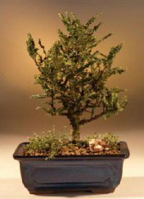 Hokkaido Elm Bonsai Tree- Small<br><i>(ulmus parvifolia 'hokkaido')</i>