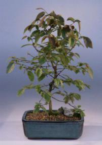 Rock Hornbeam Bonsai Tree<br><i>(carpinus turczaninovii)</i>