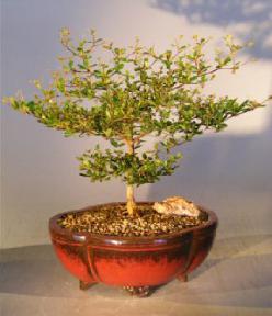 Black Olive Bonsai Tree <br><i>(bucida spinosa)</i>