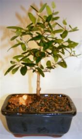 Flowering and Fruiting Arbequina Olive Bonsai Tree<br><i>(arbequina)</i>