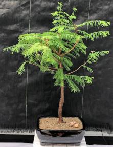 Redwood Bonsai Tree - Large <br><i>(metasequoia glyptostroboides)</i>