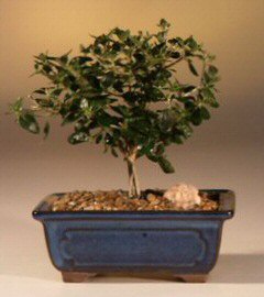 Flowering White Serissa Bonsai Tree- Small<br>Bonsai Tree of a Thousand Stars<br><i>(serissa japonica)</i>