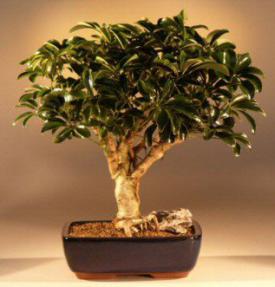 Hawaiian Umbrella Bonsai Tree - Large<br><i>(arboricola schefflera 'luseanne)</i>