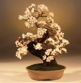 Artificial Cherry Blossom - Small