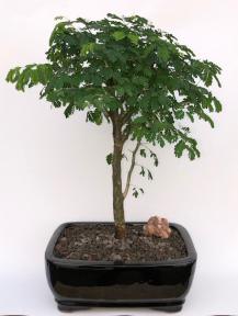 Flowering Brazilian Raintree Bonsai Tree Large <br><i>(pithecellobium tortum)</i>