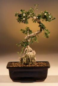 Fukien Tea Bonsai Tree<br>Root over Rock<br><i>(ehretia microphylla)</i>